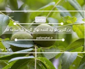 بزرگترین تولید کننده نهال گردو شناسنامه دار در ایران را بشناسید