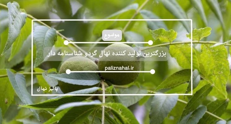 بزرگترین تولید کننده نهال گردو شناسنامه دار در ایران را بشناسید