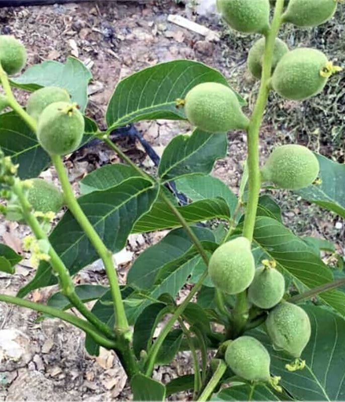 بهترین زمان خرید و کاشت نهال گردو