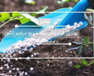 بهترین کود برای رشد سریع درخت انگور