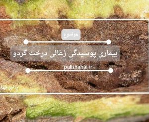 بیماری پوسیدگی زغالی درخت گردو