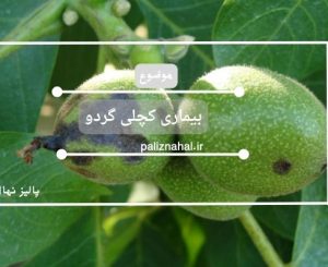 بیماری کچلی گردو نحوه تشخیص و درمان