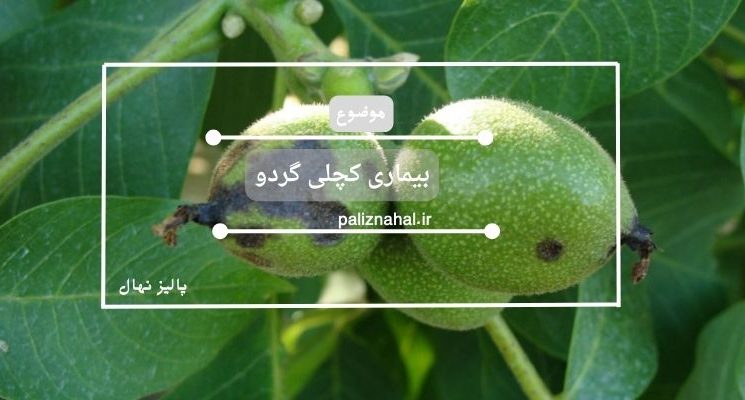 بیماری کچلی گردو نحوه تشخیص و درمان