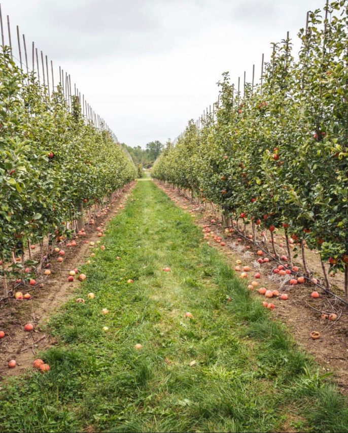 تعیین هدف و نیازهای باغ