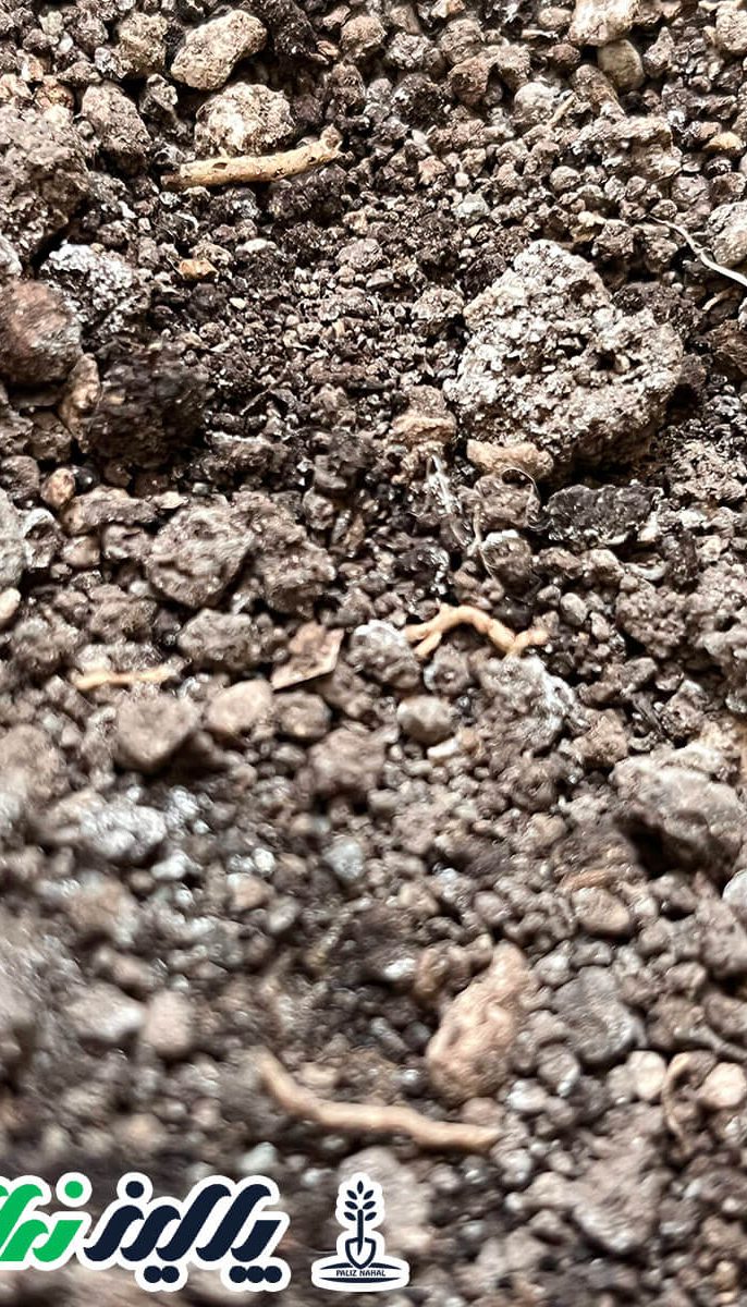 خاک دیم؛ فرصتی طلایی برای سرمایه گذاری