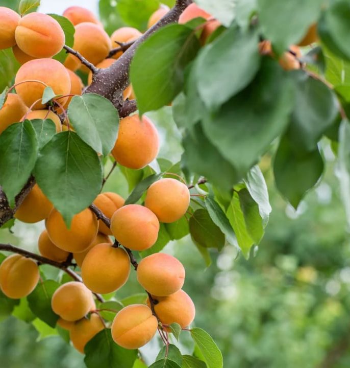 درخت زردآلو و فرصت های متنوع درآمدی