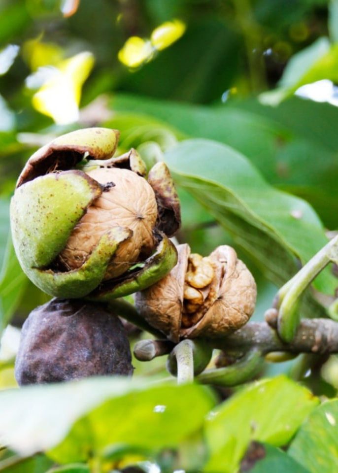 درخت گردو یکی از سرمایه گذاری های بلندمدت