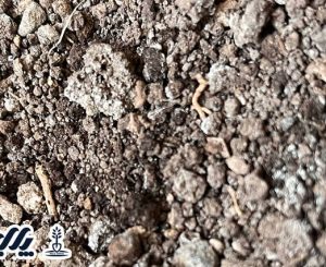 سود میلیاردی در خاک دیم با مشاوره پالیز نهال!