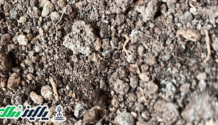 سود میلیاردی در خاک دیم با مشاوره پالیز نهال!