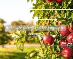 شرکت پالیز نهال بزرگترین و معتبرترین نهالستان کشور