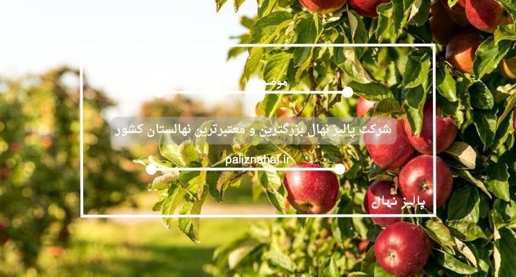 شرکت پالیز نهال بزرگترین و معتبرترین نهالستان کشور