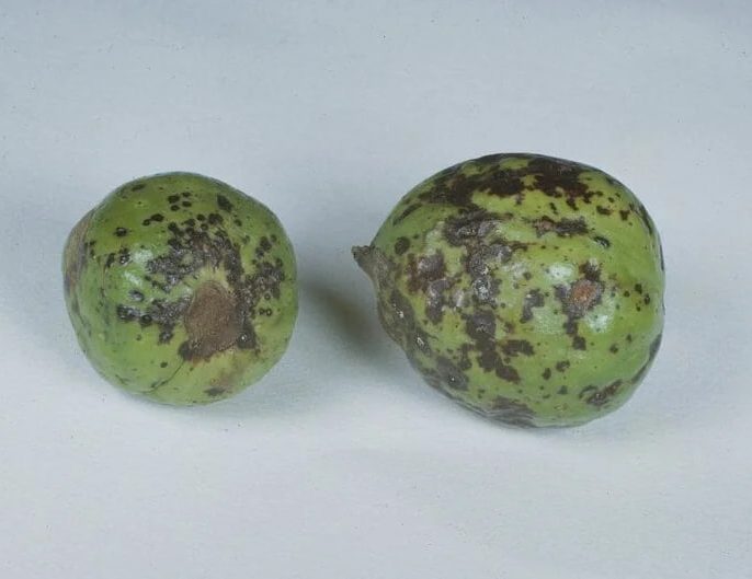 علائم مهم کچلی گردو