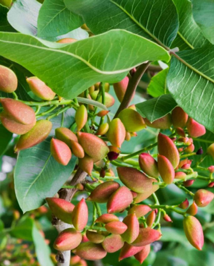 نقش کیفیت نهال در سود آوری باغ