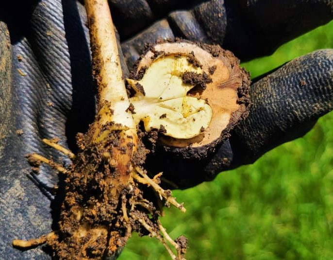 نهال گردو شناسنامه دار چیست و چرا اهمیت دارد؟