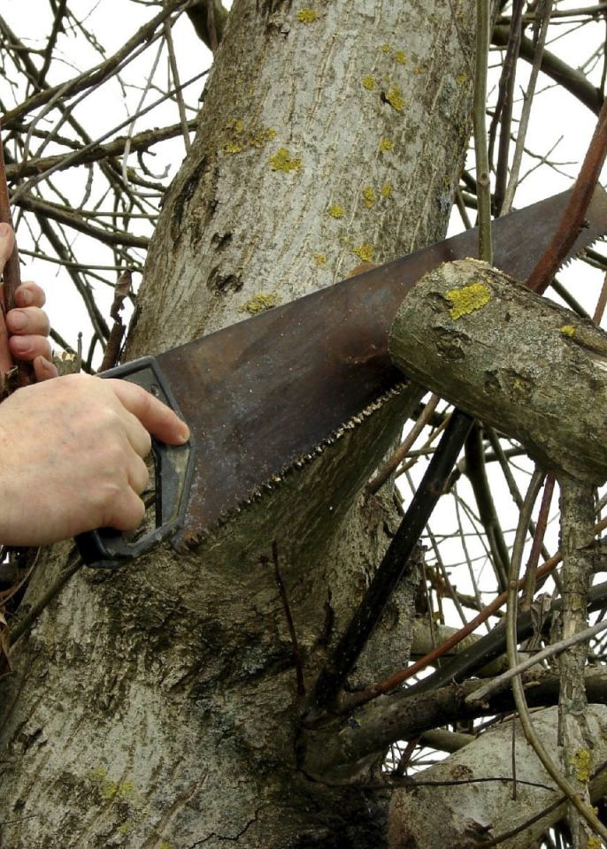 هرس برای افزایش نور