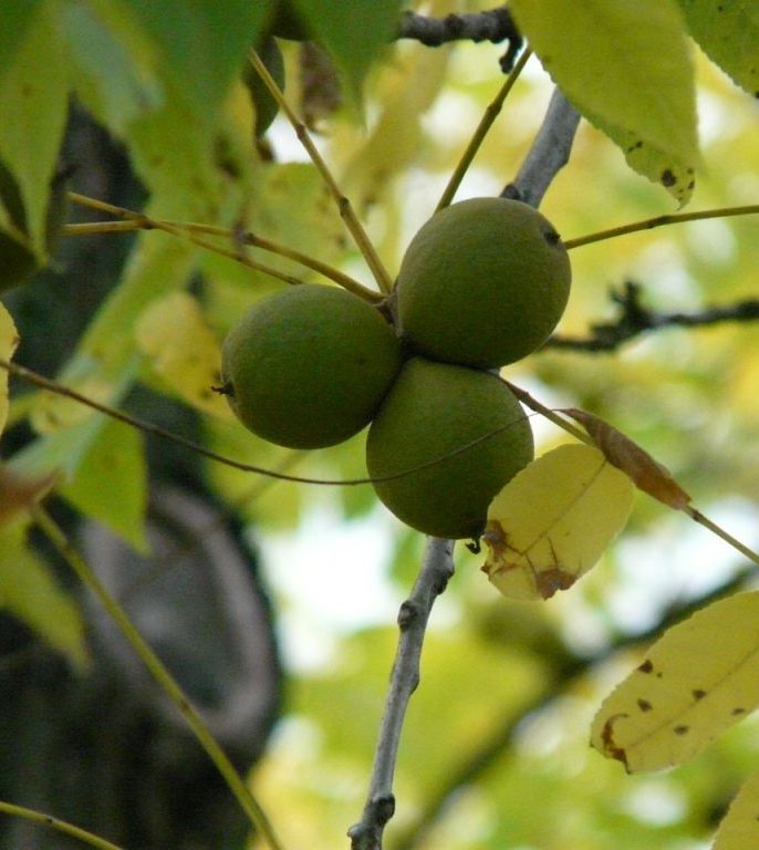 ویژگی های بزرگترین تولید کننده نهال گردو شناسنامه دار در ایران