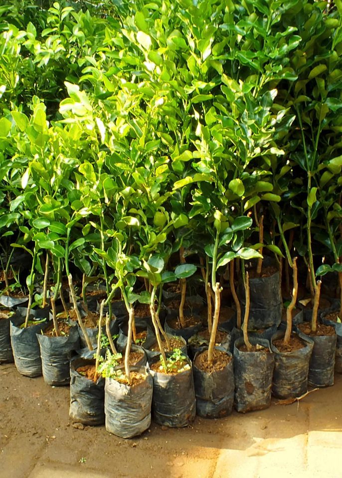 پالیز نهال؛ چرا بزرگترین نهالستان کشور محسوب می شود؟