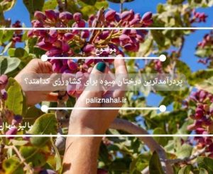 پردرآمدترین درختان میوه برای کشاورزی کدامند؟