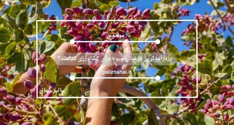 پردرآمدترین درختان میوه برای کشاورزی کدامند؟