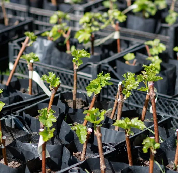 چرا پالیز نهال انتخاب اول باغداران حرفه ای است؟