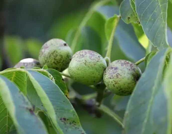 کچلی گردو چیست و چرا اتفاق میافتد