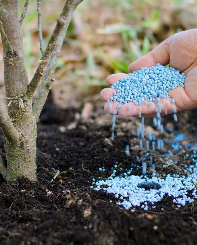 اشتباهات رایج در کوددهی درخت گردو