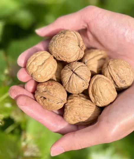 اهمیت تولید انبوه نهال گردو پیوندی