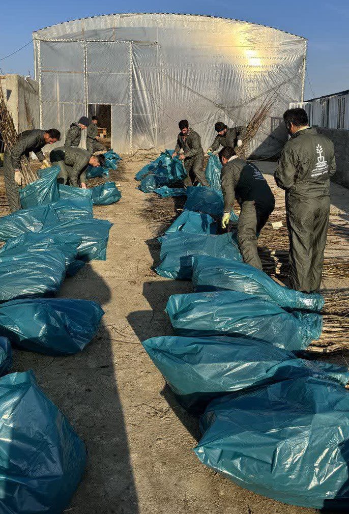 اهمیت تولید نهال بادام در مقیاس انبوه