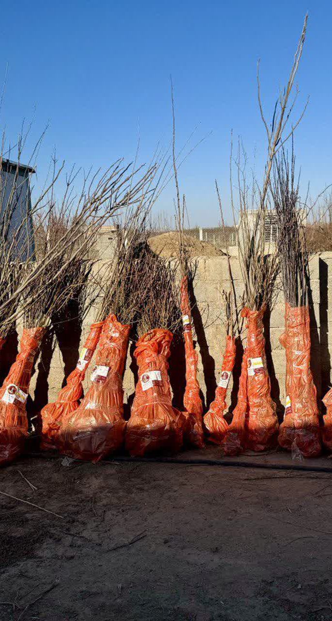 اهمیت خرید نهال گردو از نهالستان معتبر