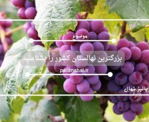 بزرگترین نهالستان کشور را بشناسید