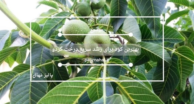 بهترین کود برای رشد سریع درخت گردو
