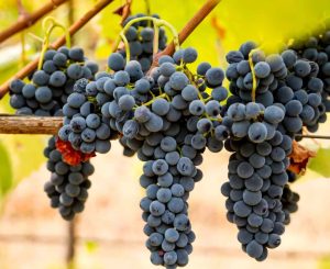 تفاوت انواع نهال انگور ایرانی