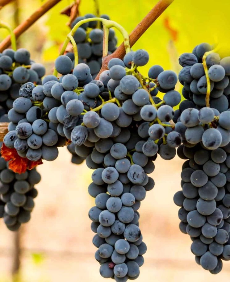 تفاوت انواع نهال انگور ایرانی