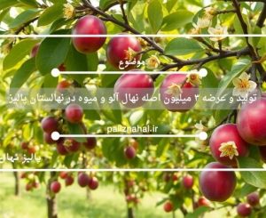 تولید و عرضه ۳ میلیون اصله نهال آلو و میوه در نهالستان پالیز