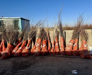 تولید ۱ میلیون نهال بادام آذر، تونو، فرانیس و مامایی در نهالستان پالیز