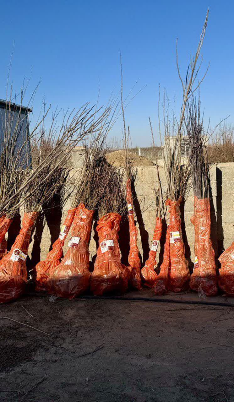 تولید ۱ میلیون نهال بادام آذر، تونو، فرانیس و مامایی در نهالستان پالیز