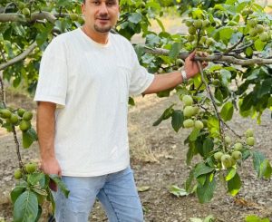 تولید۱میلیون گردو پیوندی در شرکت پالیز نهال