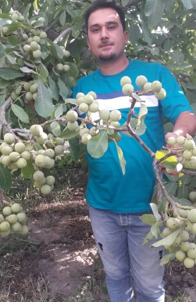 نقش نهال گردو پیوندی در افزایش سودآوری باغداران