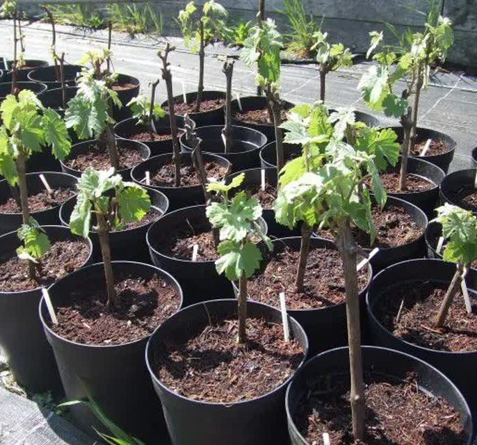 نکات کلیدی در انتخاب نهال انگور ایرانی