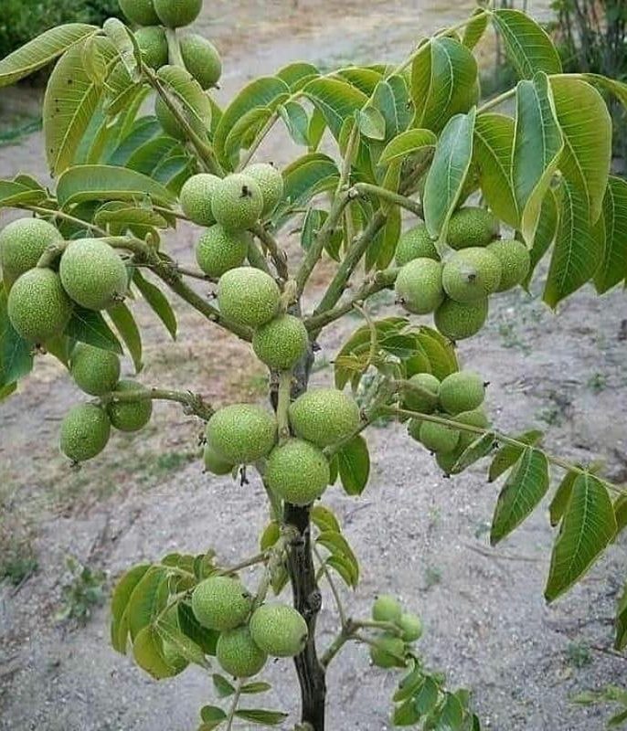 چرا گردو ژنوتیپ یک سرمایه گذاری بلندمدت هوشمندانه است