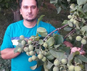 گردو ژنوتیپ راز مخفی پولدار شدن در ایران