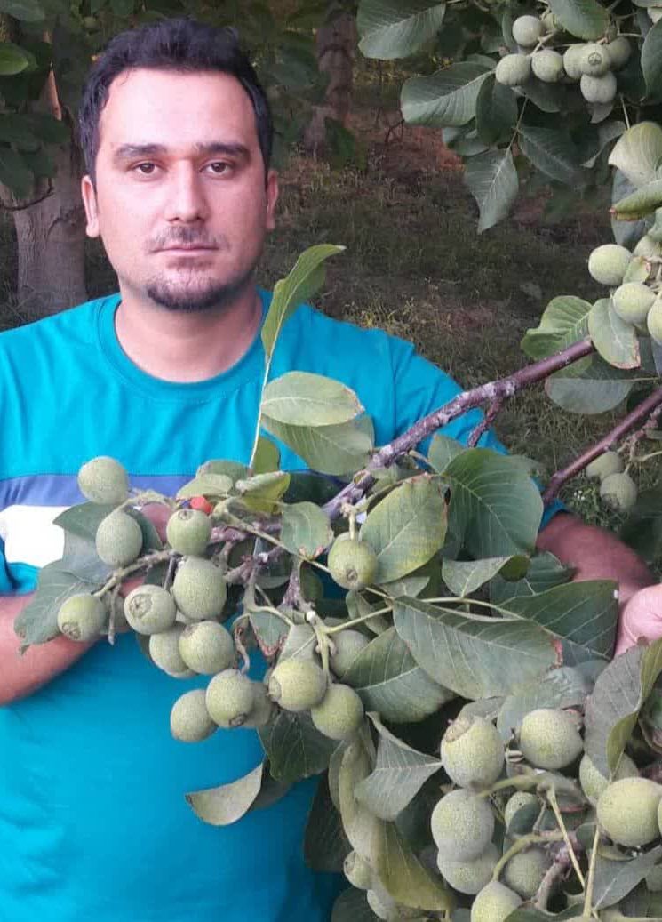 گردو ژنوتیپ راز مخفی پولدار شدن در ایران