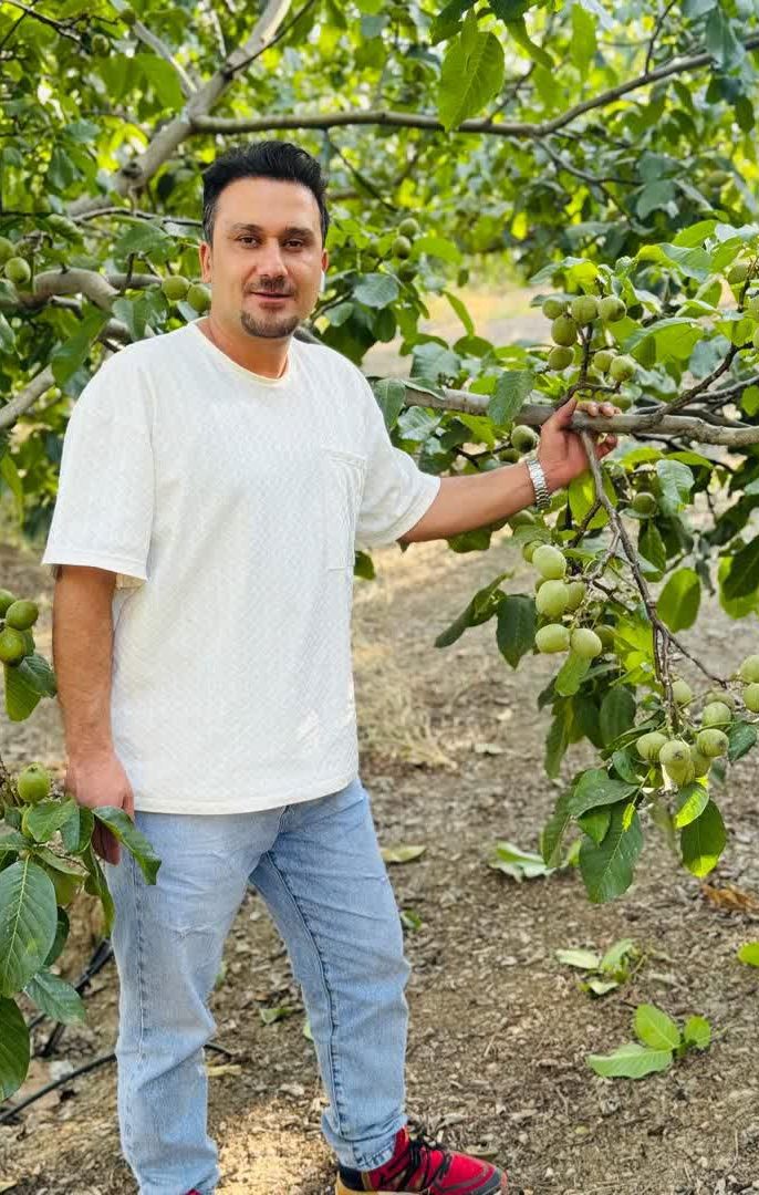 گردو ژنوتیپ چیست و چرا با گردوی معمولی تفاوت دارد