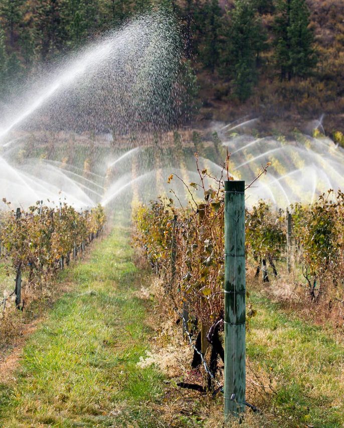 آبیاری اصولی و تاثیر آن بر پربار شدن انگور