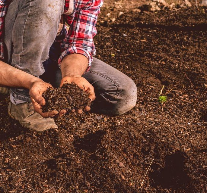 انواع کود برای درخت پسته