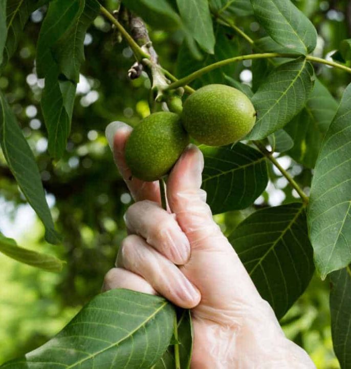 اهمیت تغذیه اصولی در افزایش رشد نهال گردو