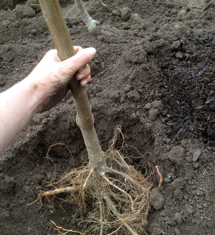 اهمیت عمق کاشت نهال