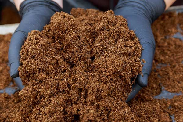 اهمیت کوددهی در درخت پسته