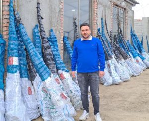 با نهال های اصلاح شده سریعتر از همیشه به ثروت برسید