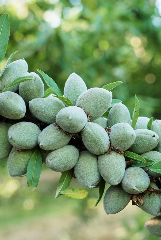 بررسی نهال بادام تونو